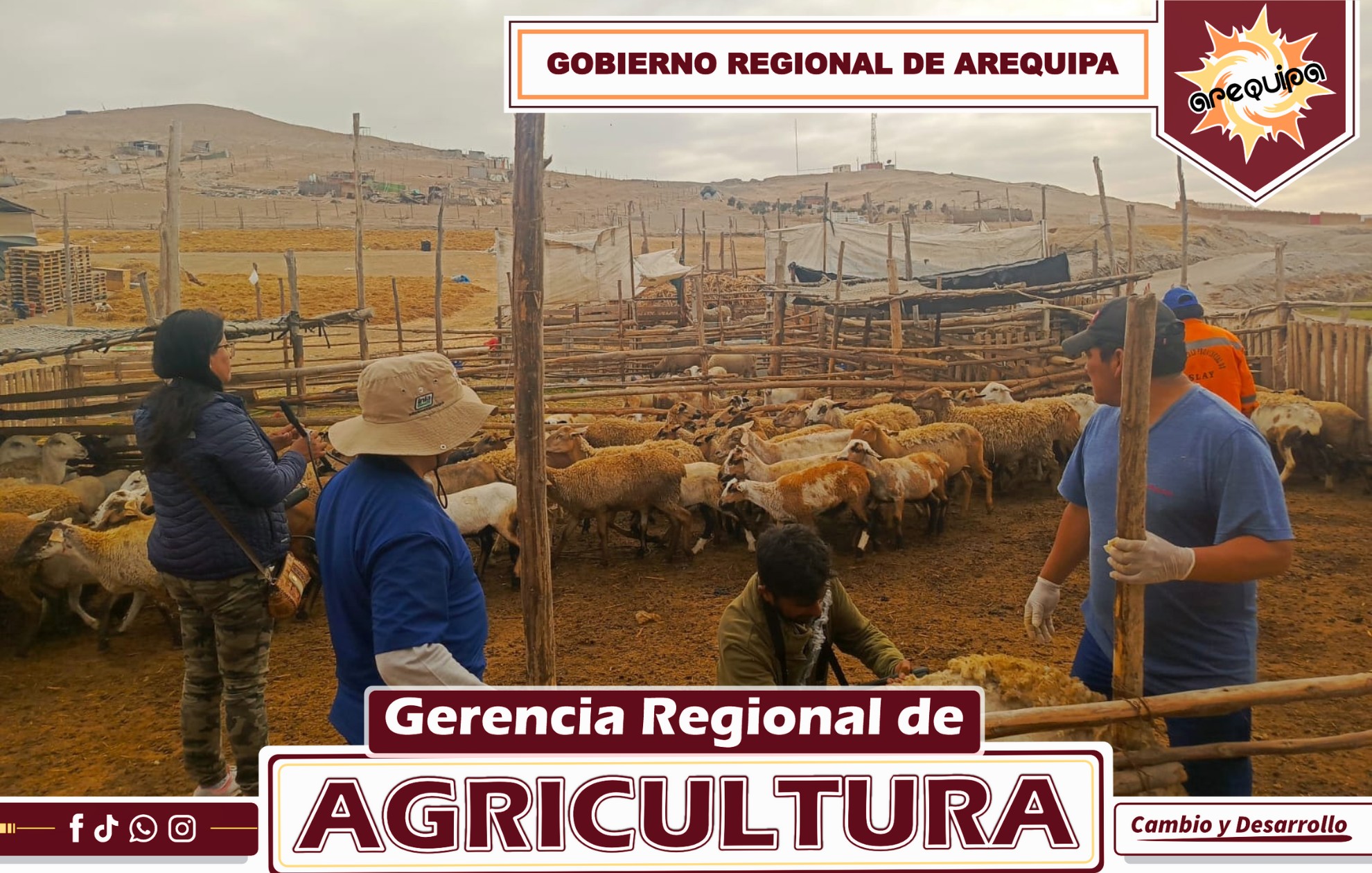 VERIFICACIÓN DE PREÑEZ MARCA AVANCE EN LA PRIMERA CAMPAÑA DE INSEMINACIÓN ARTIFICIAL EN EL VALLE DE TAMBO