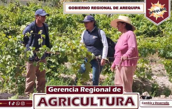 La Gerencia Regional de Agricultura, a través del Programa Presupuestal 040, brindó asistencia técnica en la parcela demostrativa de la Sra. Trinidad Espinal Retamozo