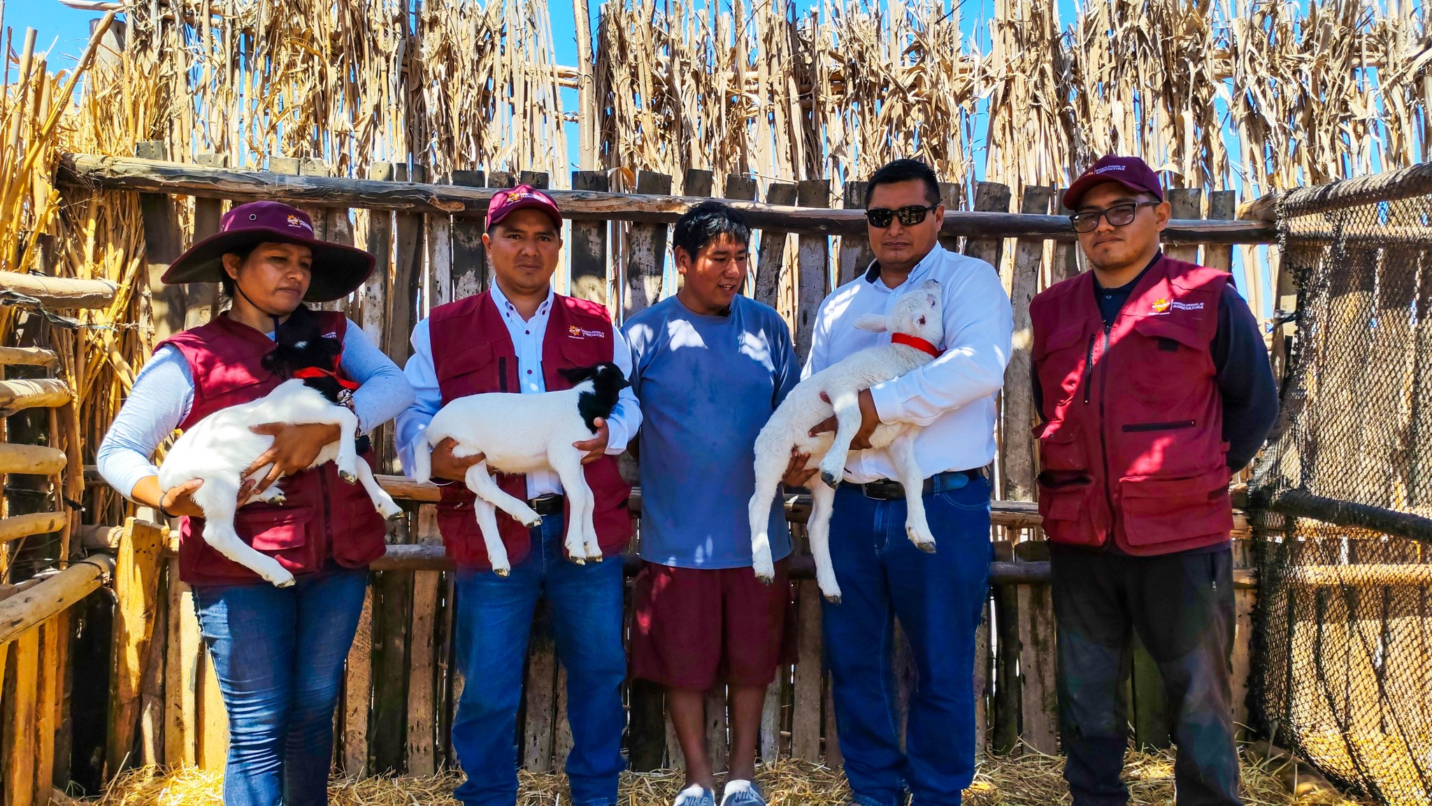 ¡Resultados que marcan historia! Nacen las primeras crías ovinas por inseminación artificial en Islay!