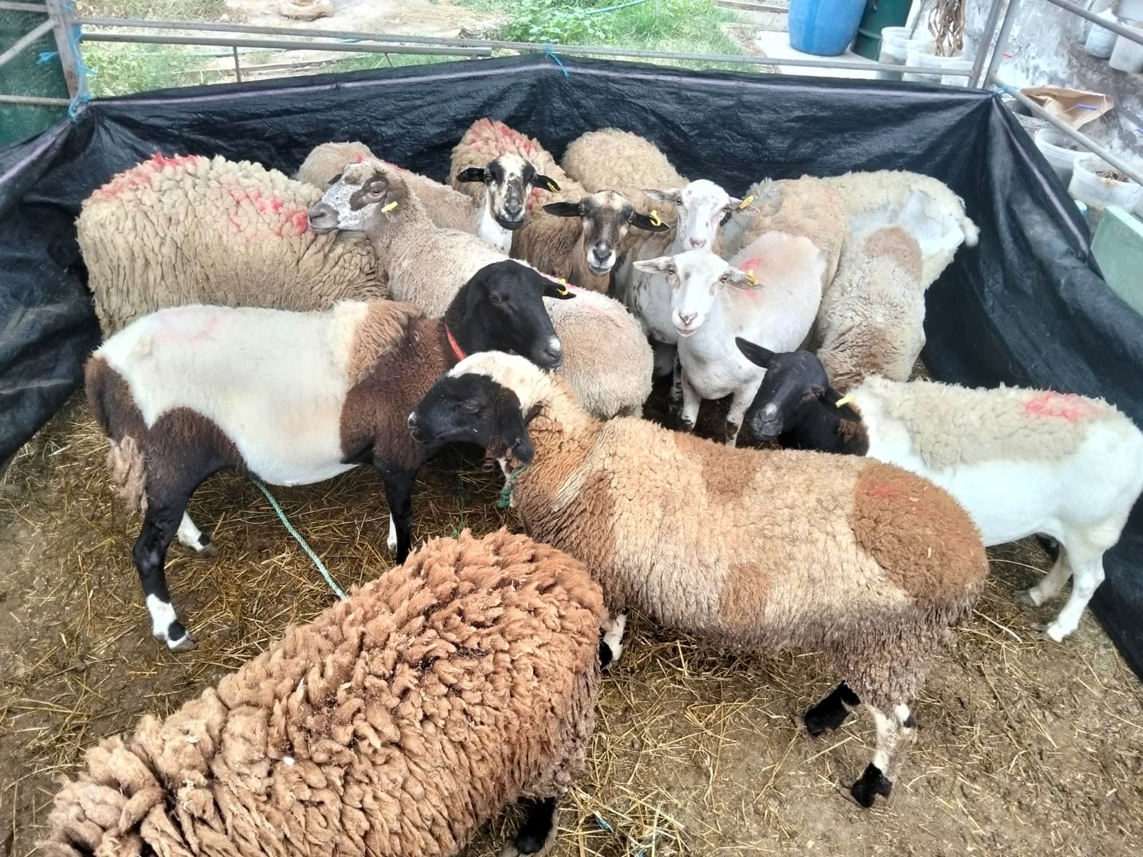 Proyecto Cárnicos impulsa el mejoramiento genético ovino con inseminación artificial de razas Dorper y Texel en Islay.