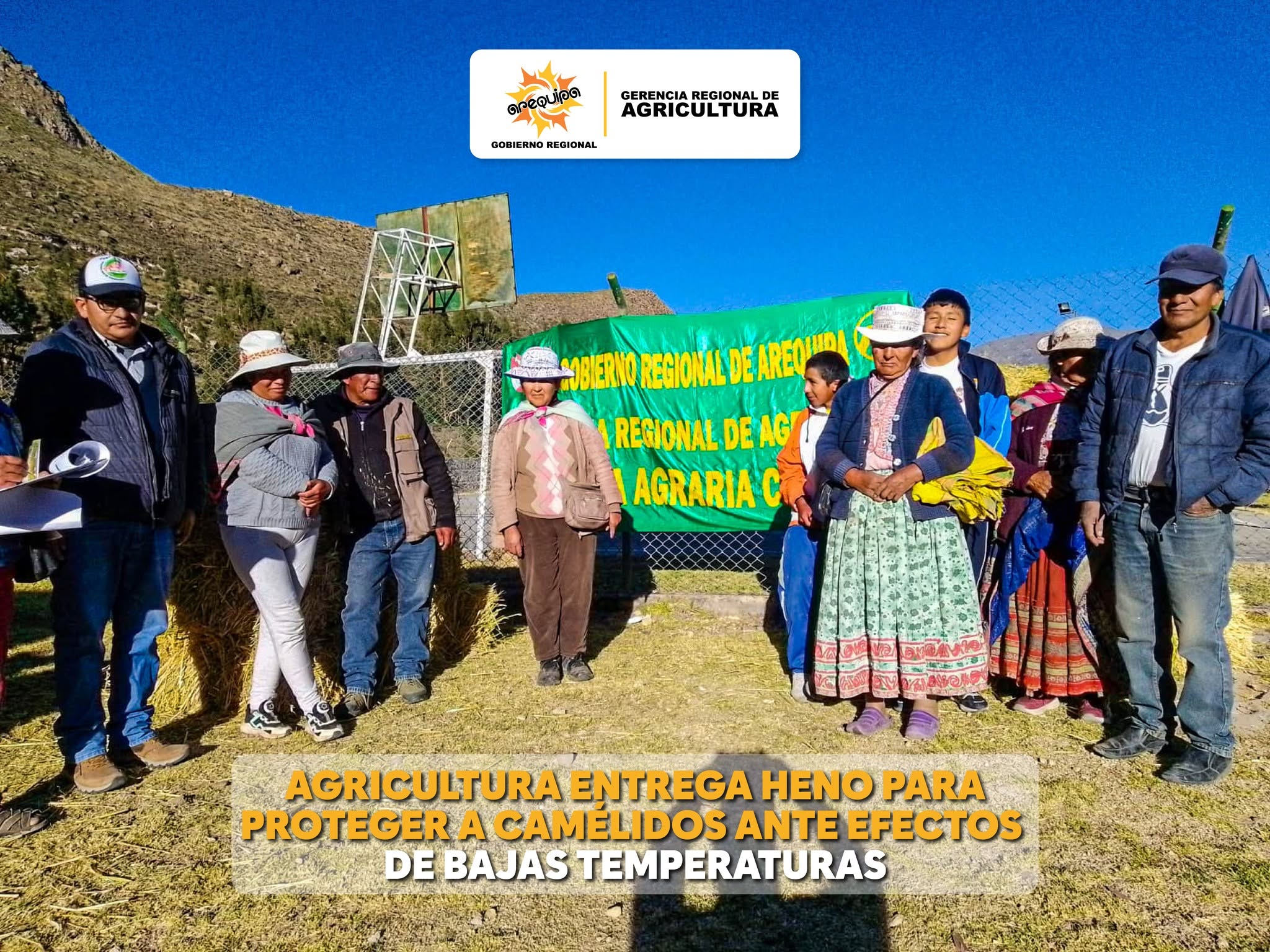 AGRICULTURA ENTREGA HENO PARA PROTEGER A CAMÉLIDOS ANTE EFECTOS DE BAJAS TEMPERATURAS