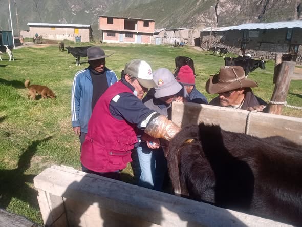 mejoramiento genetico condesuyos2