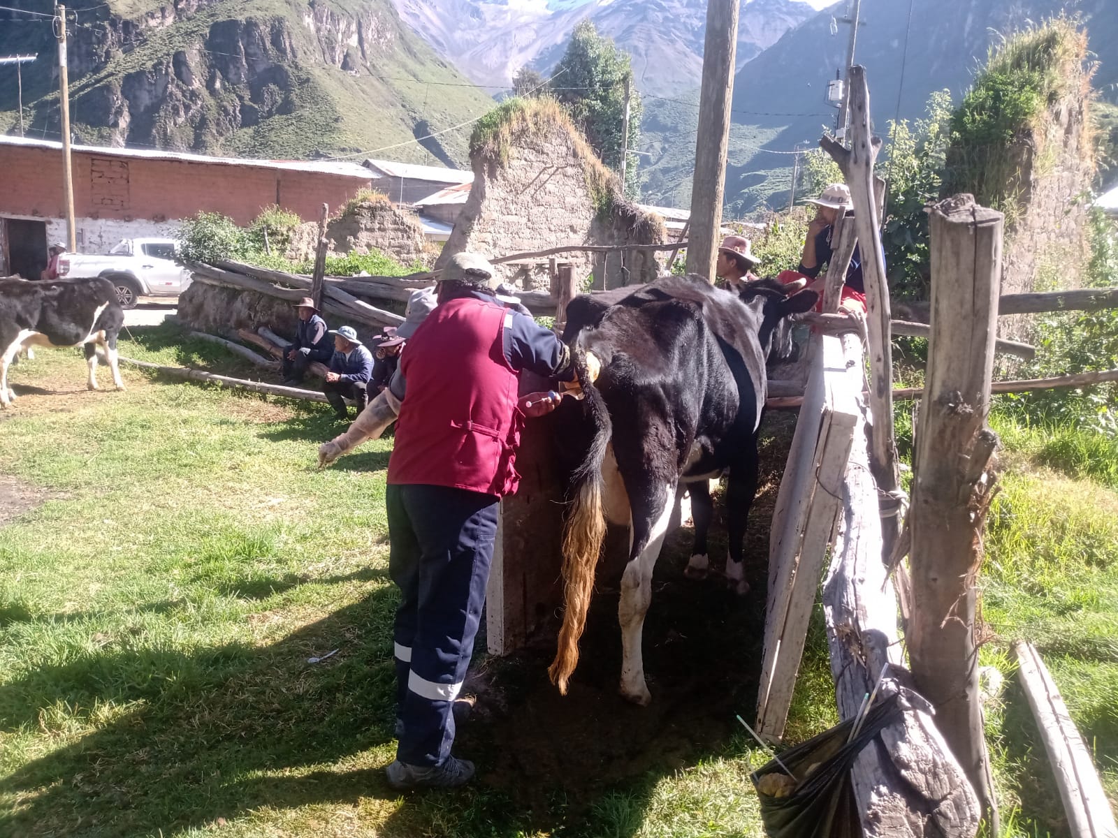 mejoramiento genetico condesuyos3