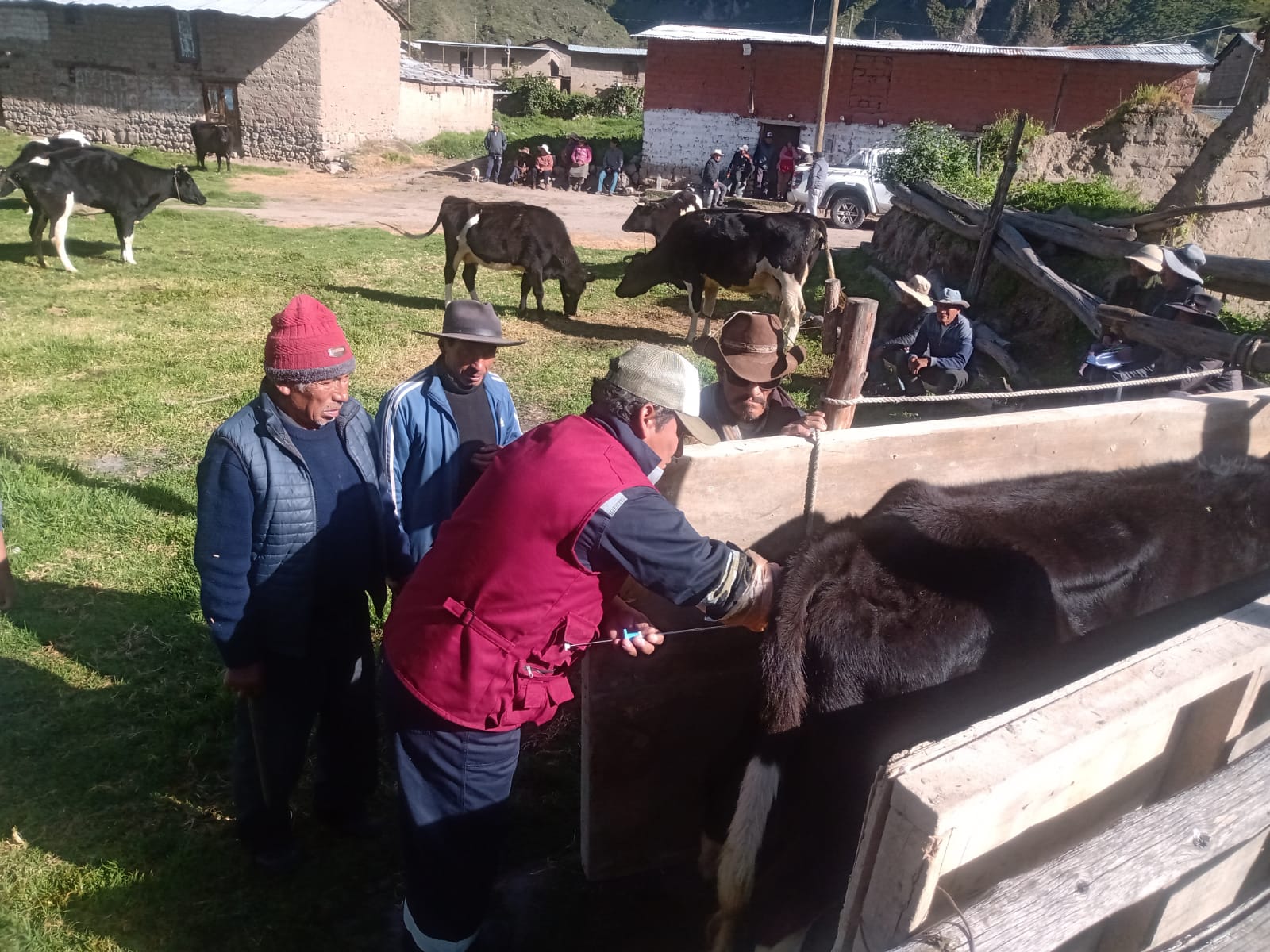 mejoramiento genetico condesuyos4